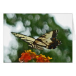 BB- Awesome Butterfly on Lantana Notecards