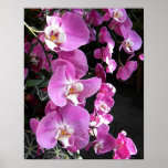 BC- Floral Orchid Poster