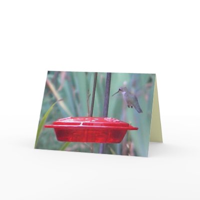 BD- Humming bird 'get well' card by patcallum