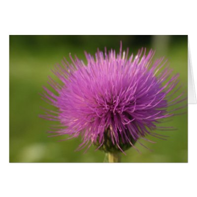 Be a Prick - pink thisetle card by Rainmountain