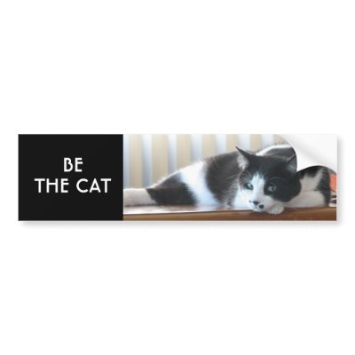 Be The Cat Bumper Stickers by awwwcats