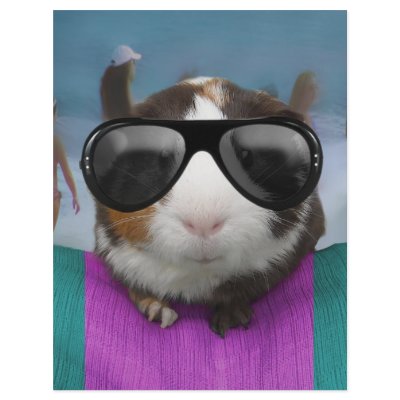 Beach bum guinea pig personalized flyer by cawjam84