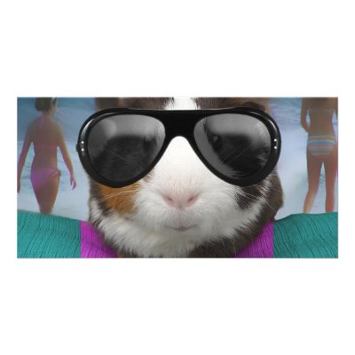 Beach bum guinea pig custom photo card by cawjam84
