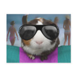 Beach bum guinea pig postcards