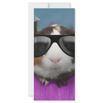 Beach bum guinea pig custom rack card by cawjam84