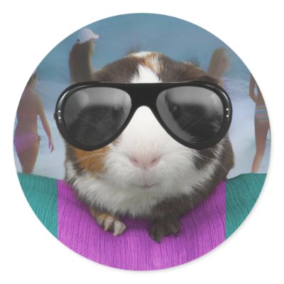 Beach bum guinea pig stickers by cawjam84