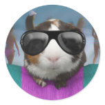 Beach bum guinea pig stickers