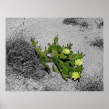 Beach Cactus Posters