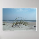 Beach Grass Print