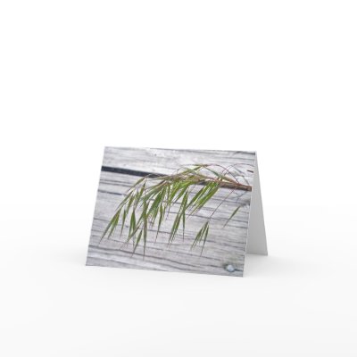 Beach Grass Seeds at IBSP Note Card by CarolsCamera