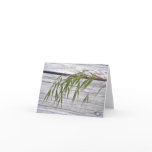 Beach Grass Seeds at IBSP Note Card