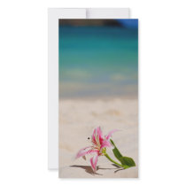 Beach Lily