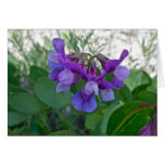 Beach Pea (Lathyrus maritimus) Coordinating Items cards