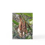 Beach Pea Seed Pods Note Card