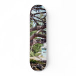 Beach Pine Skateboard Decks