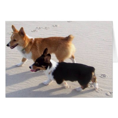 Beach Puppies Cards by Natures_Whisper