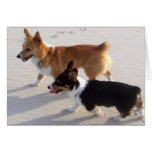 Beach Puppies Card