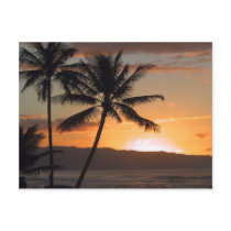 beach scene palm trees