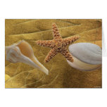 Beach - Sea Shell - Card