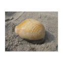 Beach Shell Up Close postcards