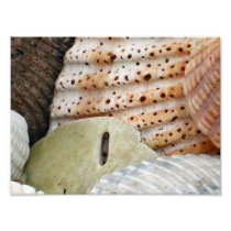 Beachcomber Photographic Print