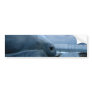 Beached Blue Bumper Stickers