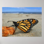 Beached Butterfly  by TDGallery posters