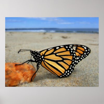 Beached Butterfly  by TDGallery Print by tdgallery
