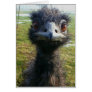Beady Eyes EMU