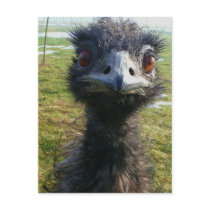 Beady Eyes EMU