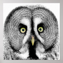 'Beady Eyes' Owl Poster