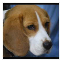 beagle-31.jpg announcement