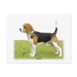 Beagle 9J27D-02 Postcards