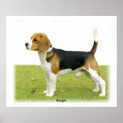 Beagle 9J27D-02 Print by TraffordPhotos