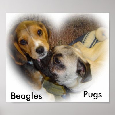 Beagle and Pug Canvas by pugsandbeagles