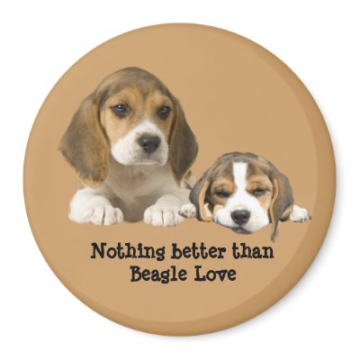 Beagle Buddies Magnet by normagolden