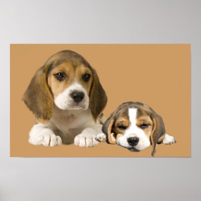 Beagle Buddies Print by normagolden