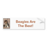 Beagle Bumper Stickers