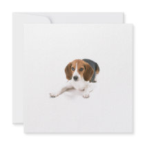 Beagle Dog Invitations