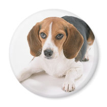 Beagle Dog Magnet
