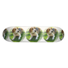 Beagle Dog on a Skateboard