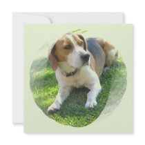 Beagle Dog Resting on Invitation