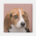 Beagle Fridge Magnet
