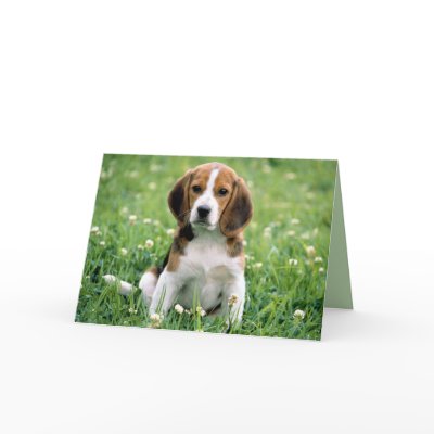 Beagle Greetings by MuseMagic
