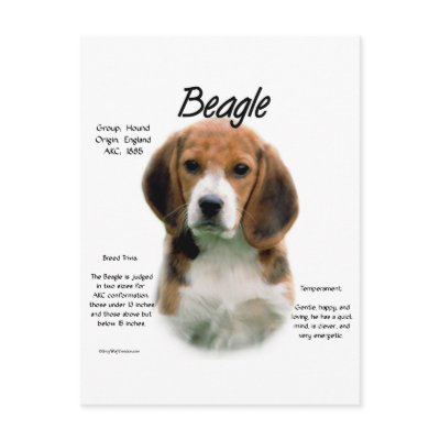 Beagle History Design by GreyWolfCreation