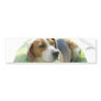 Beagle Hound Dog Bumper Sticker