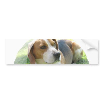 Beagle Hound Dog Bumper Sticker by DogPoundGifts