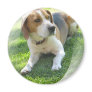 Beagle Hound Dog Round Magnet