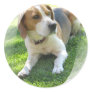 Beagle Hound Dog Sticker