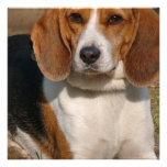 Beagle Hound Invitation